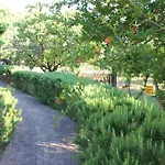 Dendrolivano