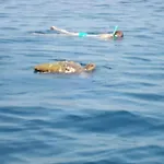 Palati
