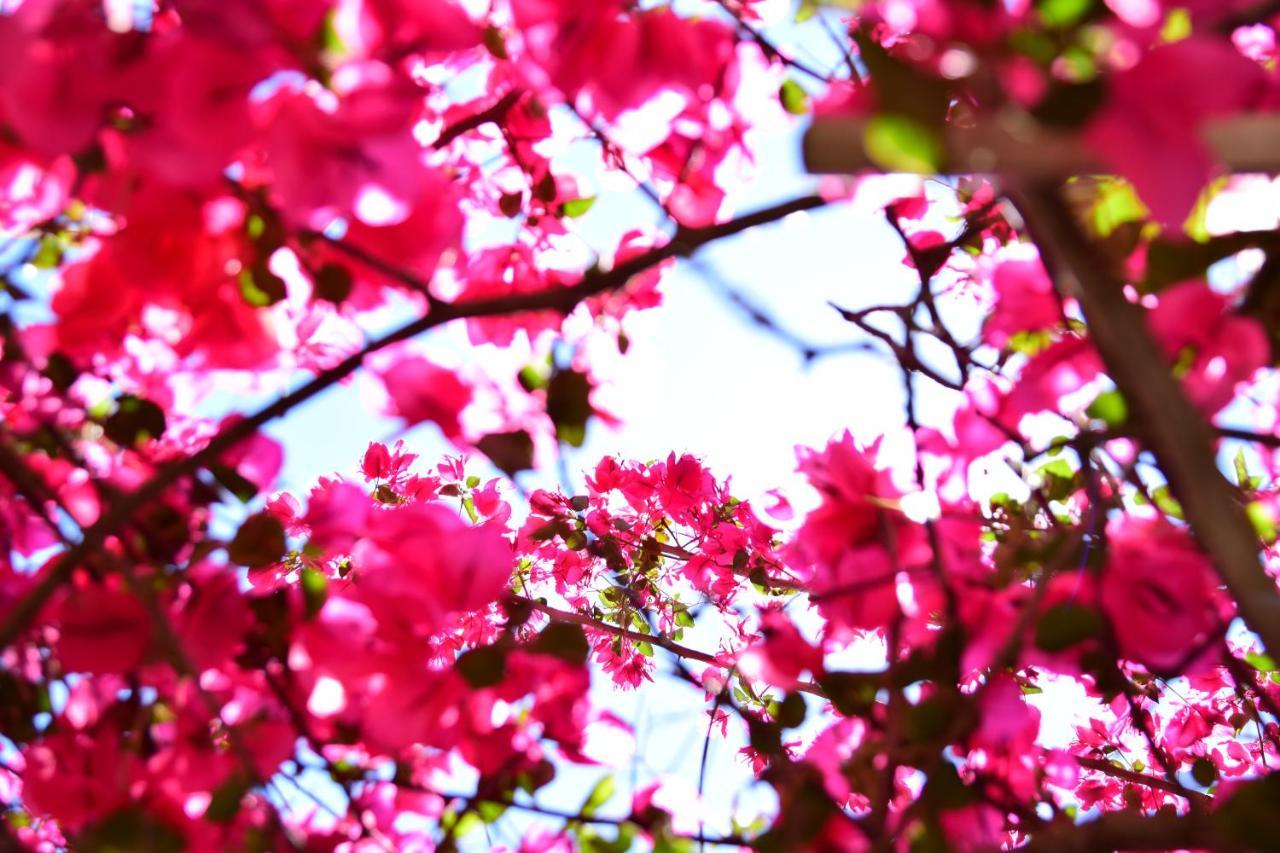 Fiori Fiscardo 宾馆 *